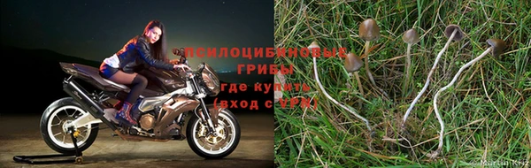 амф Алзамай